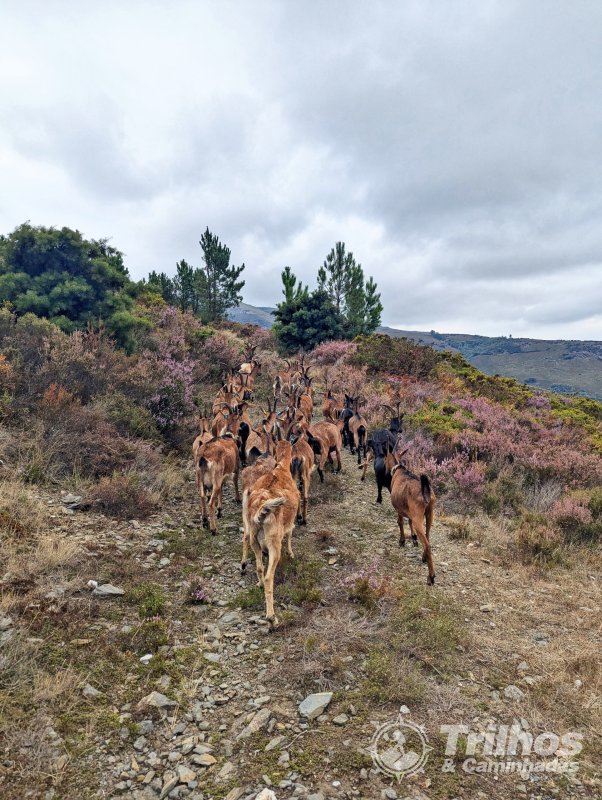 Trilhos dos Soutos e Levada de Canadelo