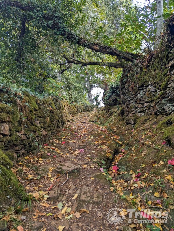 Trilhos dos Soutos e Levada de Canadelo