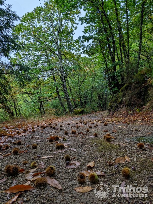 PR10 - Rota da Cania