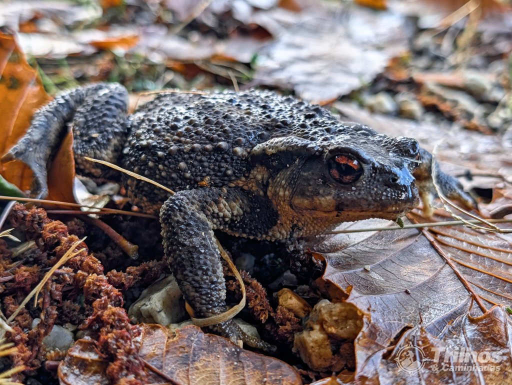 PR10 - Rota da Cania