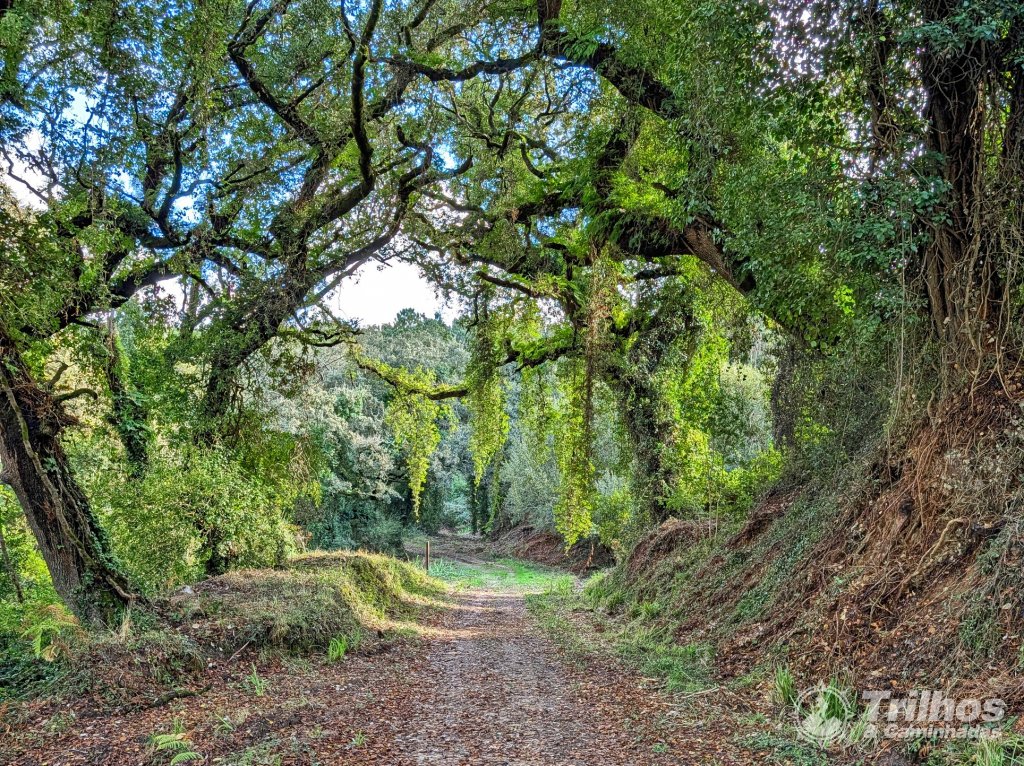 PR5  Mata Nacional do Vimeiro