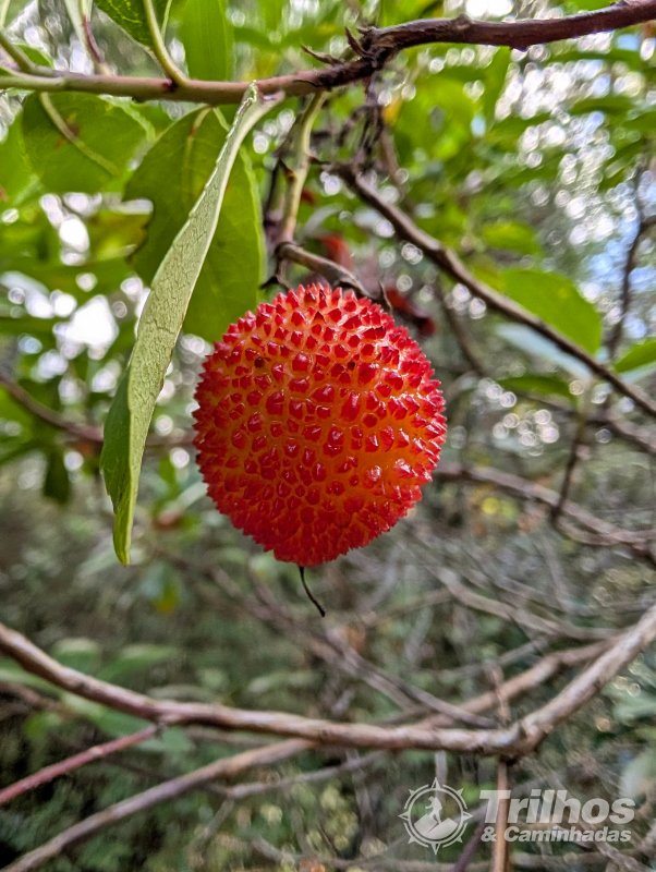 PR5  Mata Nacional do Vimeiro