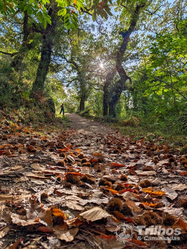 PR5  Mata Nacional do Vimeiro