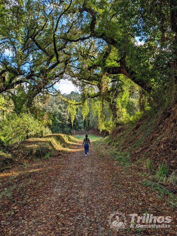PR5  Mata Nacional do Vimeiro