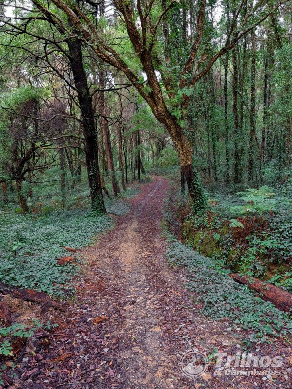 PR5  Mata Nacional do Vimeiro