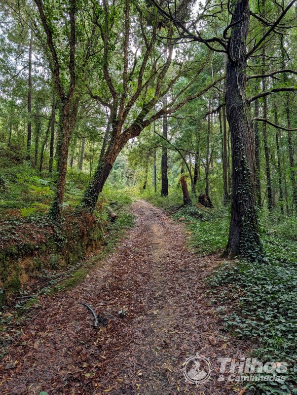 PR5  Mata Nacional do Vimeiro