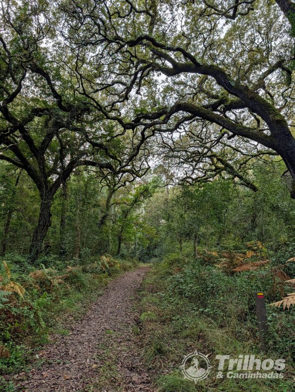 PR5  Mata Nacional do Vimeiro