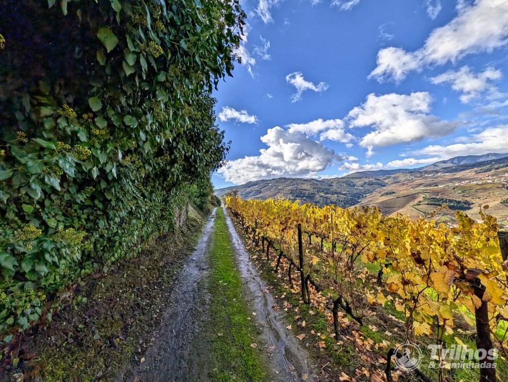 Trilho dos Socalcos de Santa Marta de Penaguio