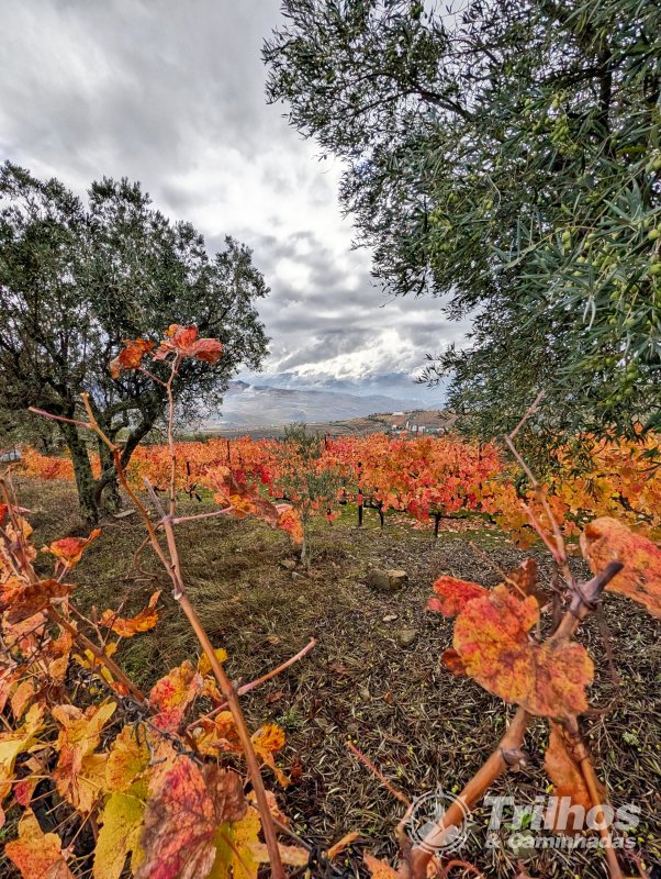 Trilho dos Socalcos de Santa Marta de Penaguio