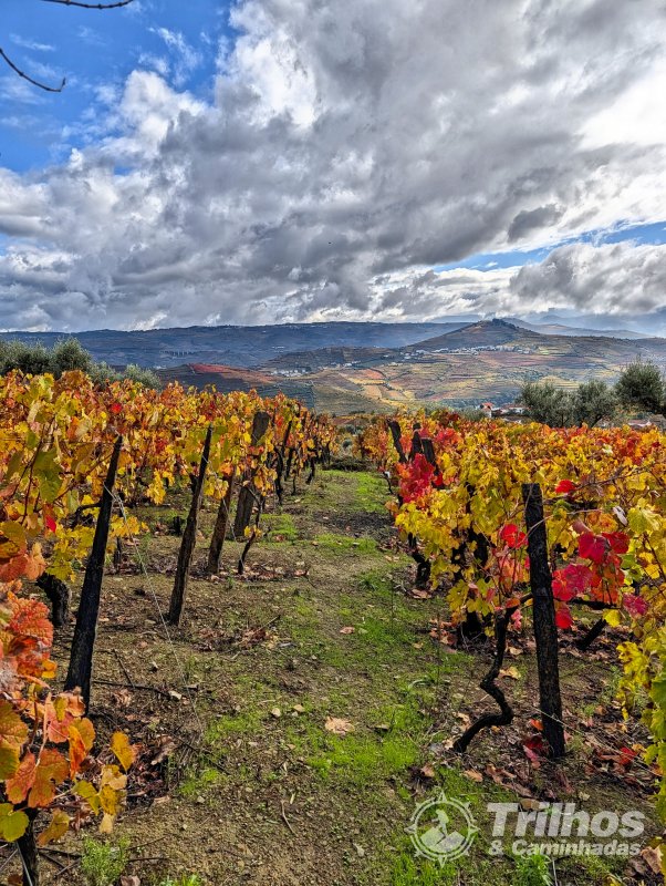 Trilho dos Socalcos de Santa Marta de Penaguio