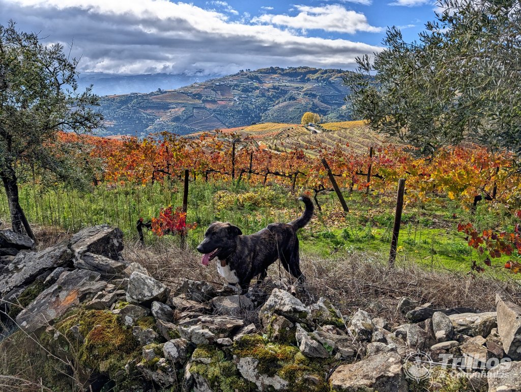 Trilho dos Socalcos de Santa Marta de Penaguio