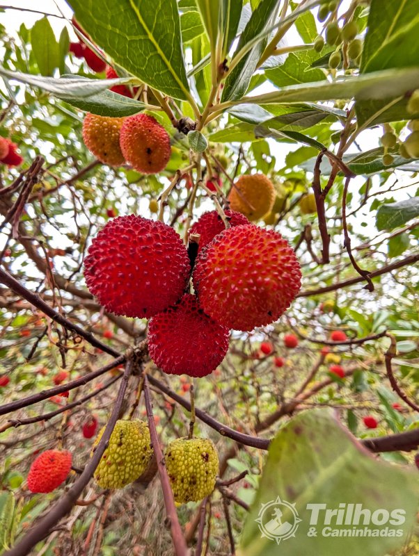 PR5 - Trilho do Po�o dos Lobos