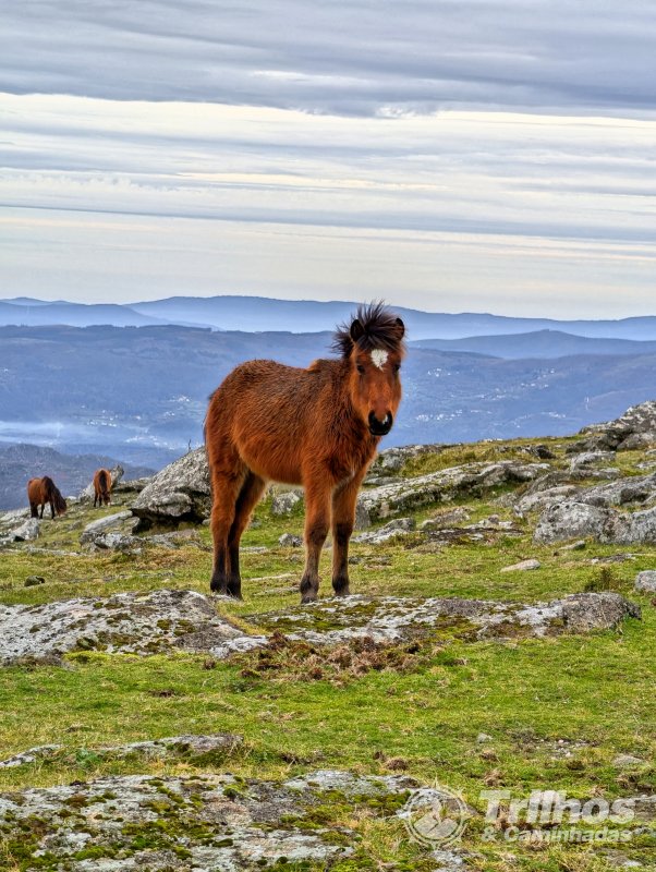 De Travanca ao Alto da Pedrada