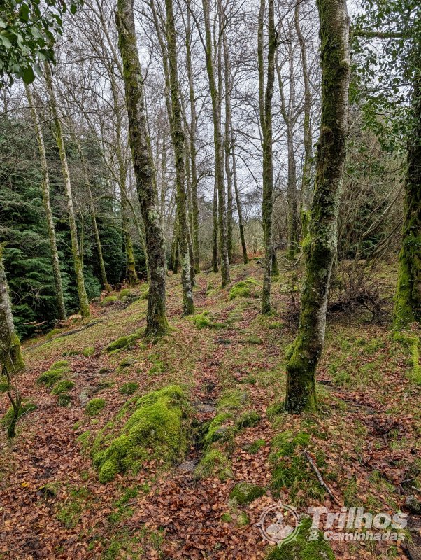 De Travanca ao Alto da Pedrada