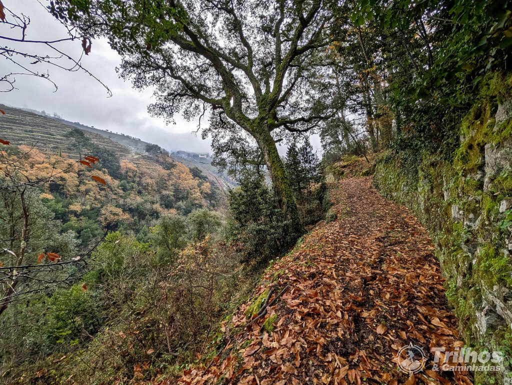 PR2 - Trilho de Oliveira